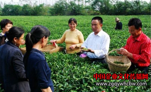 光州茶業(yè)董事長(zhǎng)劉祥國在茶園指導(dǎo)茶農(nóng)采茶.jpg